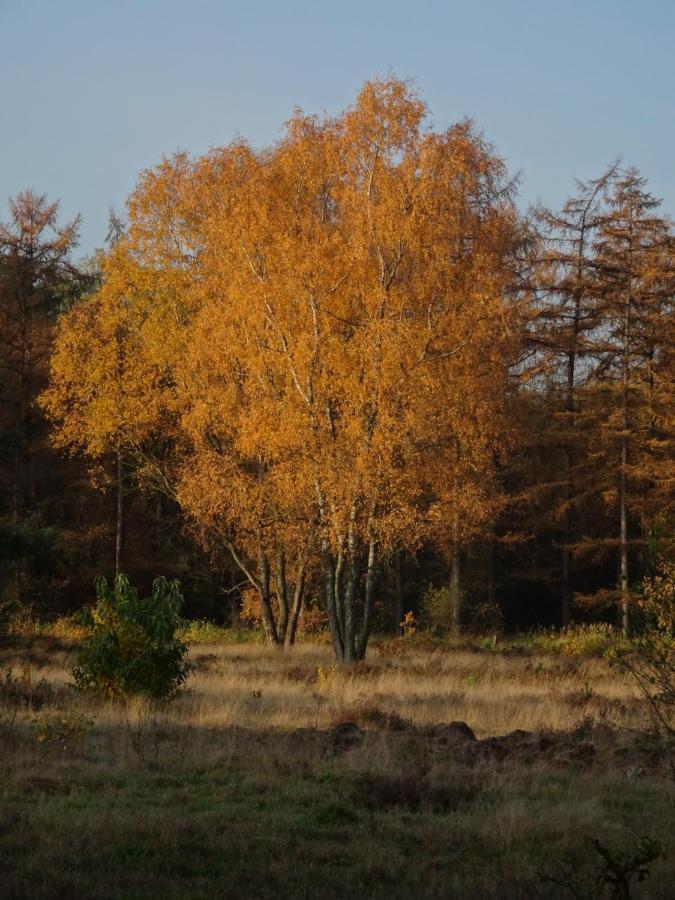 Veluwe Park Reewold Chalet Vision Пюттен Экстерьер фото
