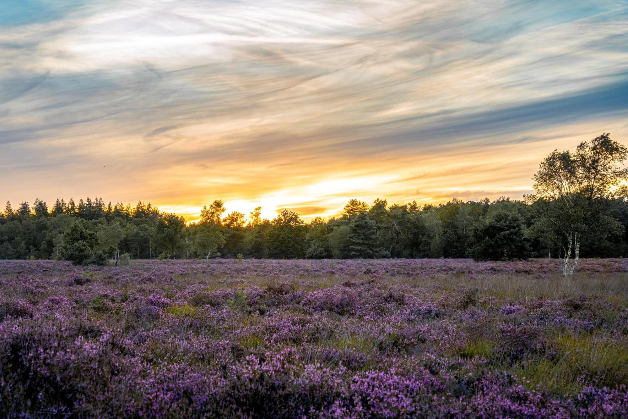 Veluwe Park Reewold Chalet Vision Пюттен Экстерьер фото